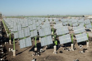 Cattle feedlot solar installation : Credit- Business Wire