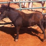 Stolen miniature horse : Pima County Sheriff's Office photo