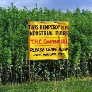 hemp-crop-photo
