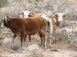 Trespass cattle, suspected to belong to Cliven Bundy, roam the Gold Butte region. / Photo courtesy of Rob Mrowka