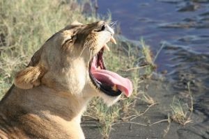 lioness-yawning_2905970