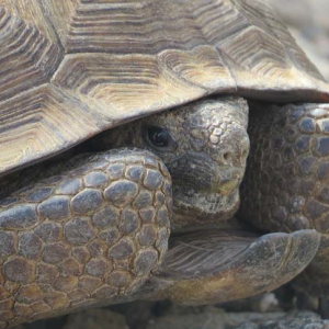 Sonornal Desert Tortoise photo