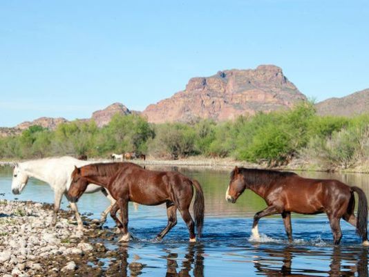 Photo- Courtesy Salt River Wild Horse Management Group