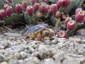 Sonoran desert tortoise