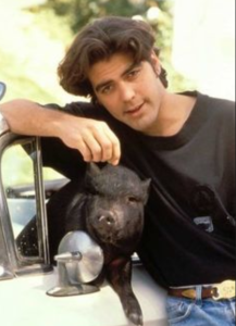 As a much younger man, actor George Clooney had a pet potbelly pig as a pet for 18 years./Pininterest