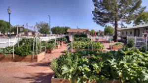 Volunteers in the community have planted their vegetable gardens,/Photo courtesy City of Peoria Community garden 