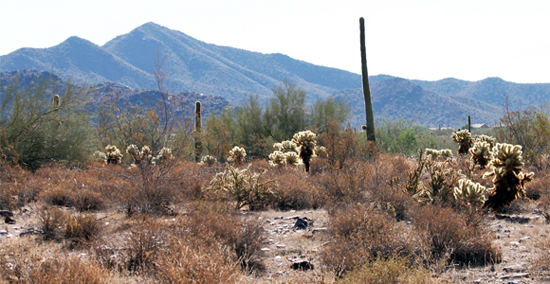  McDowell Sonoran Preserve,/ Photo: Flickr, Dru Bloomfield - At Home in Scottsdale