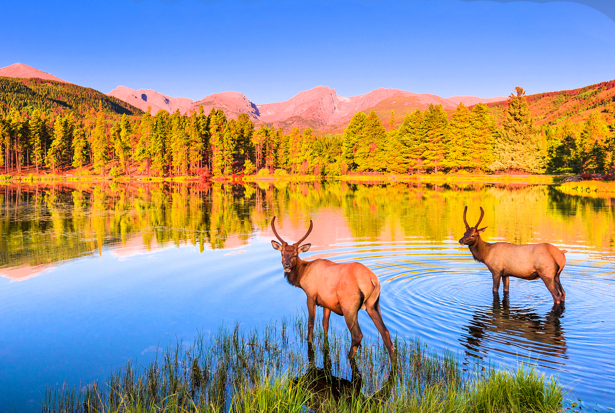 Что можно увидеть в заповеднике. Рокки Маунтин национальный парк. Оленье озеро Канада. Маралы горный Алтай. Тункинский национальный парк олень.