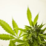 Scottsdale commission majority against marijuana dispensary drive-thru
